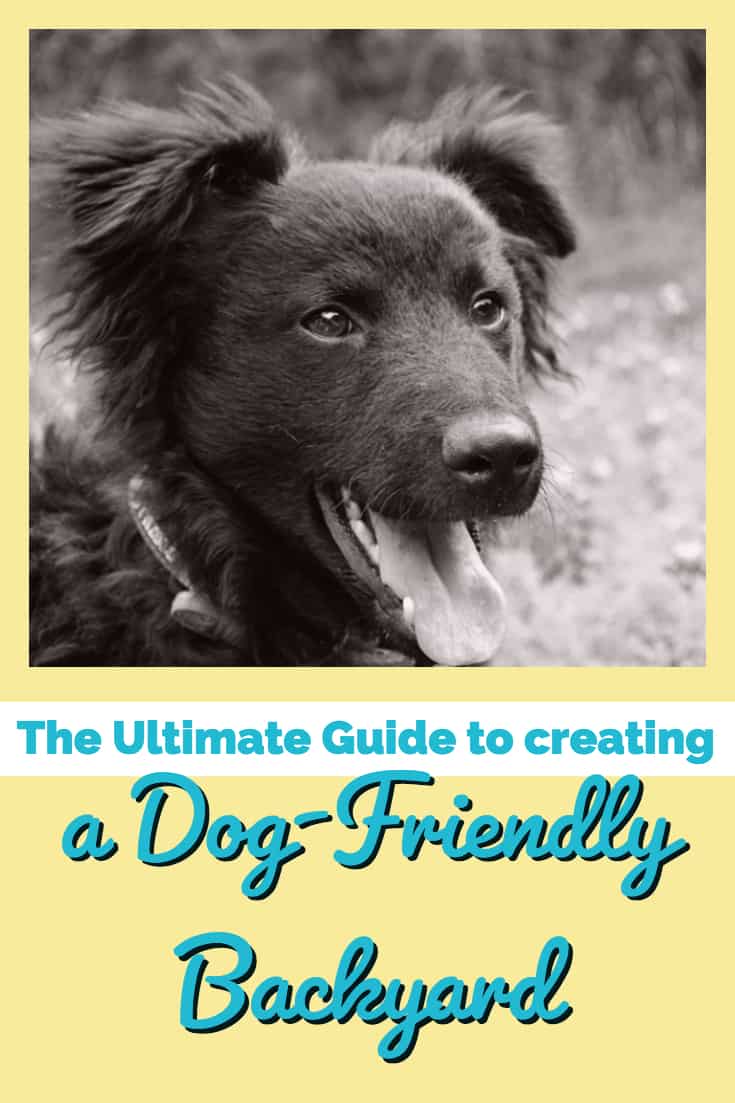 The Ultimate Guide to Creating a Dog-Friendly Backyard
