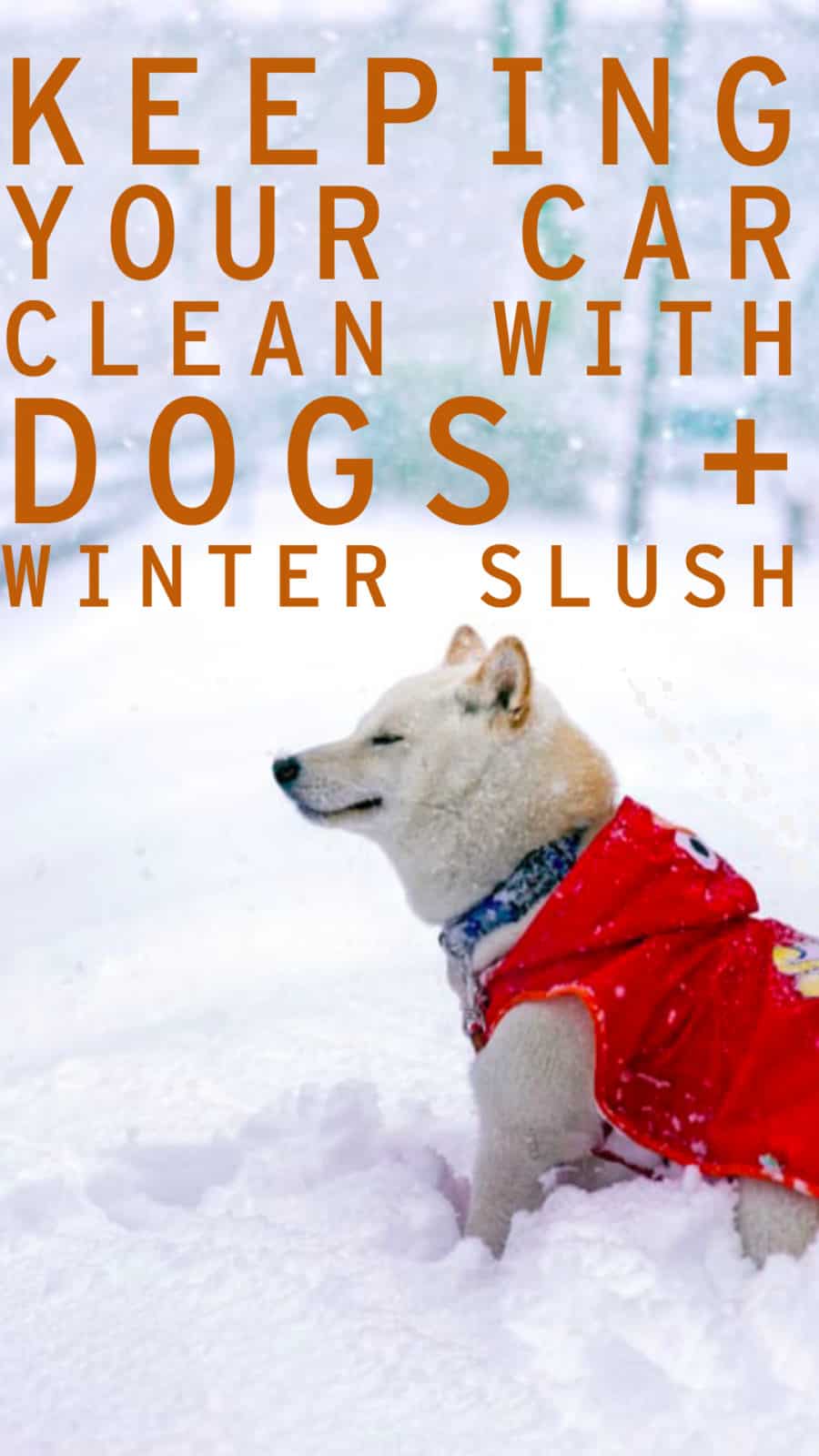 dogs and winter slush