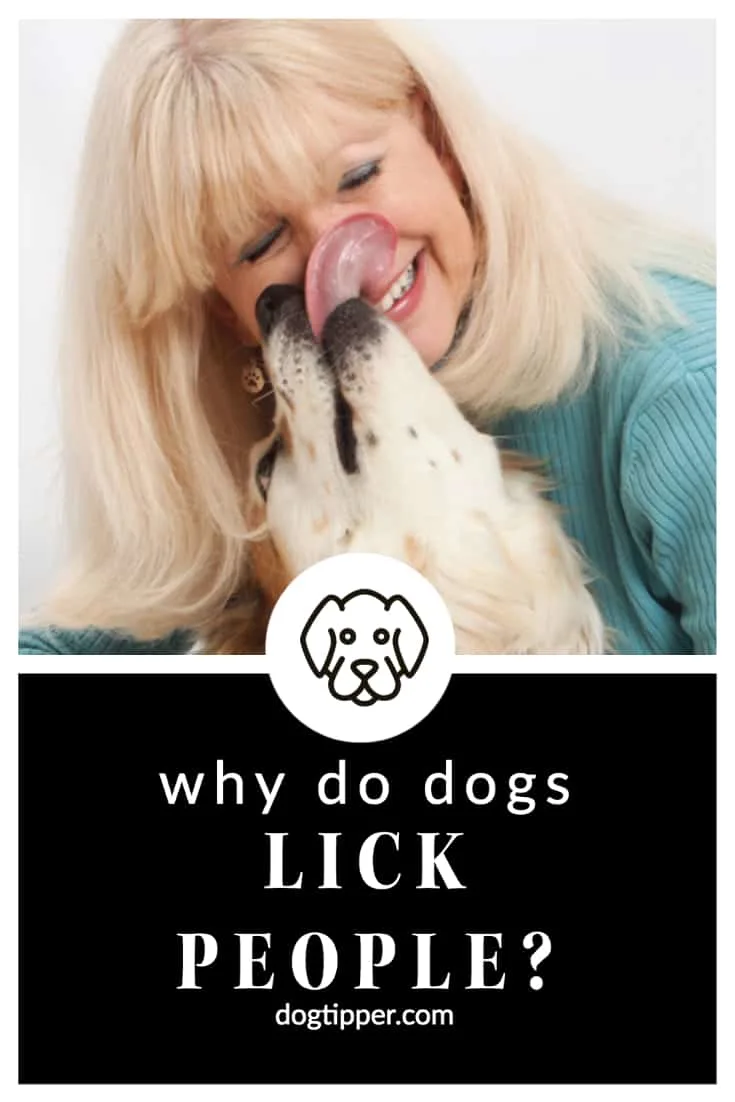 why do dogs lick people