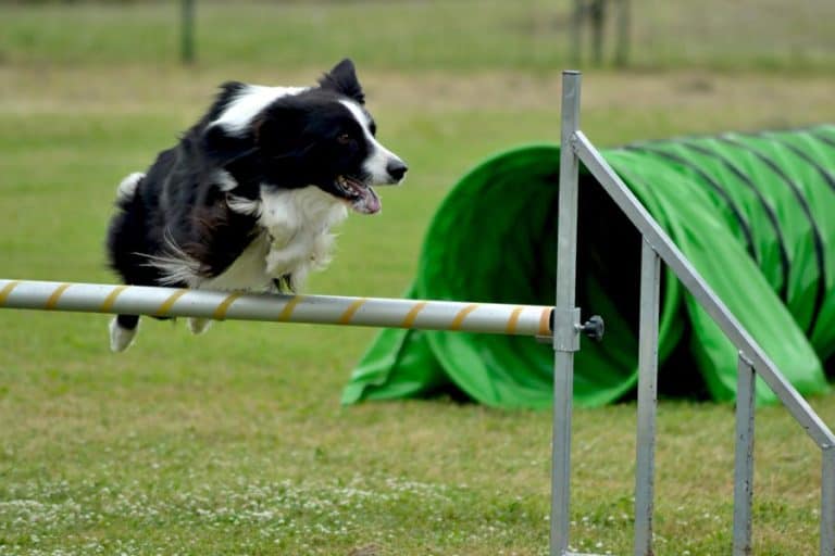 border collie agility