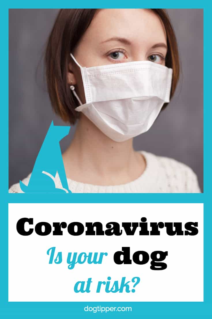 Coronavirus: is your dog at risk? Information from veterinarians