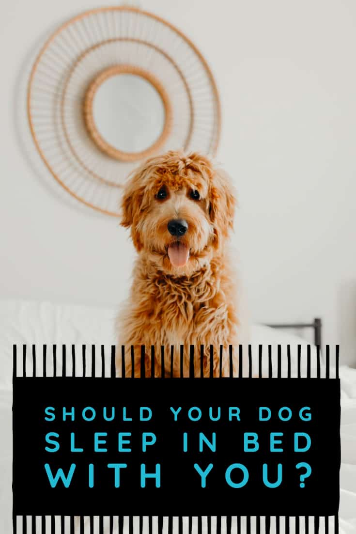 Should Your Dog Sleep In Bed with You? Tips for puppies, adolescent dogs, adult dogs and senior dogs