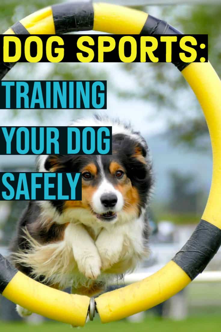 dog sports--training your dog safely