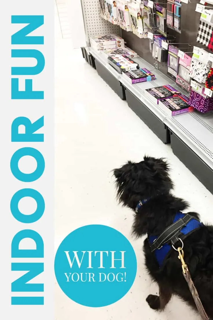 indoor fun with your dog