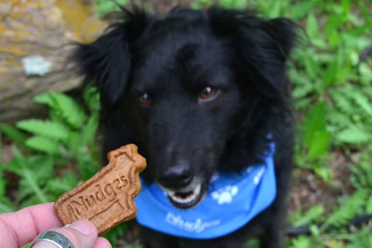 The Joy of Spring Dog Walks