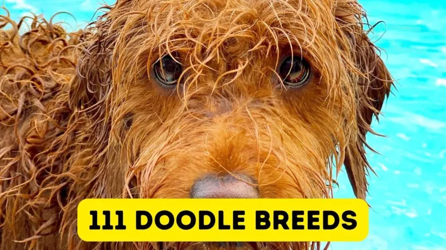 111 Doodle Breeds - Mixes of Poodles to Make You Smile