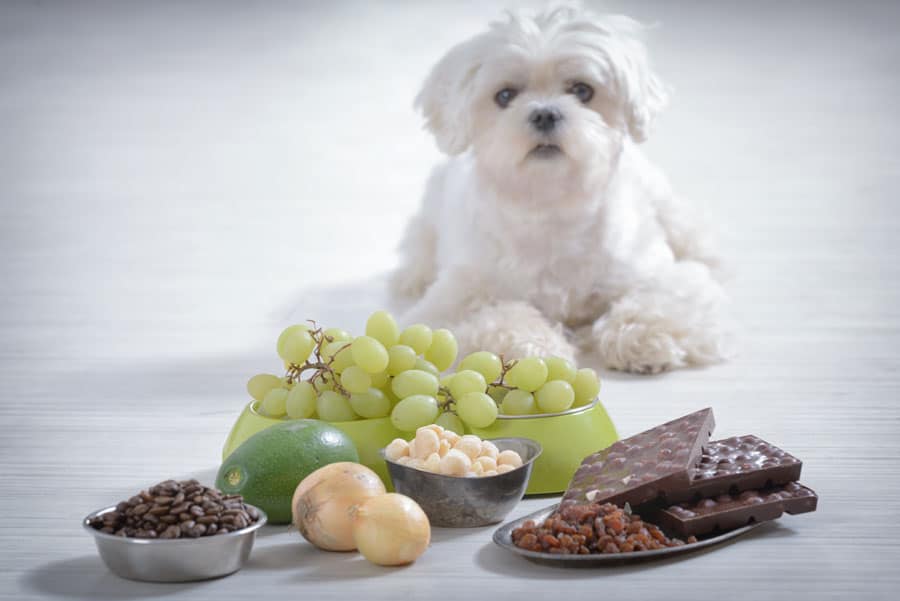 foods toxic to dogs