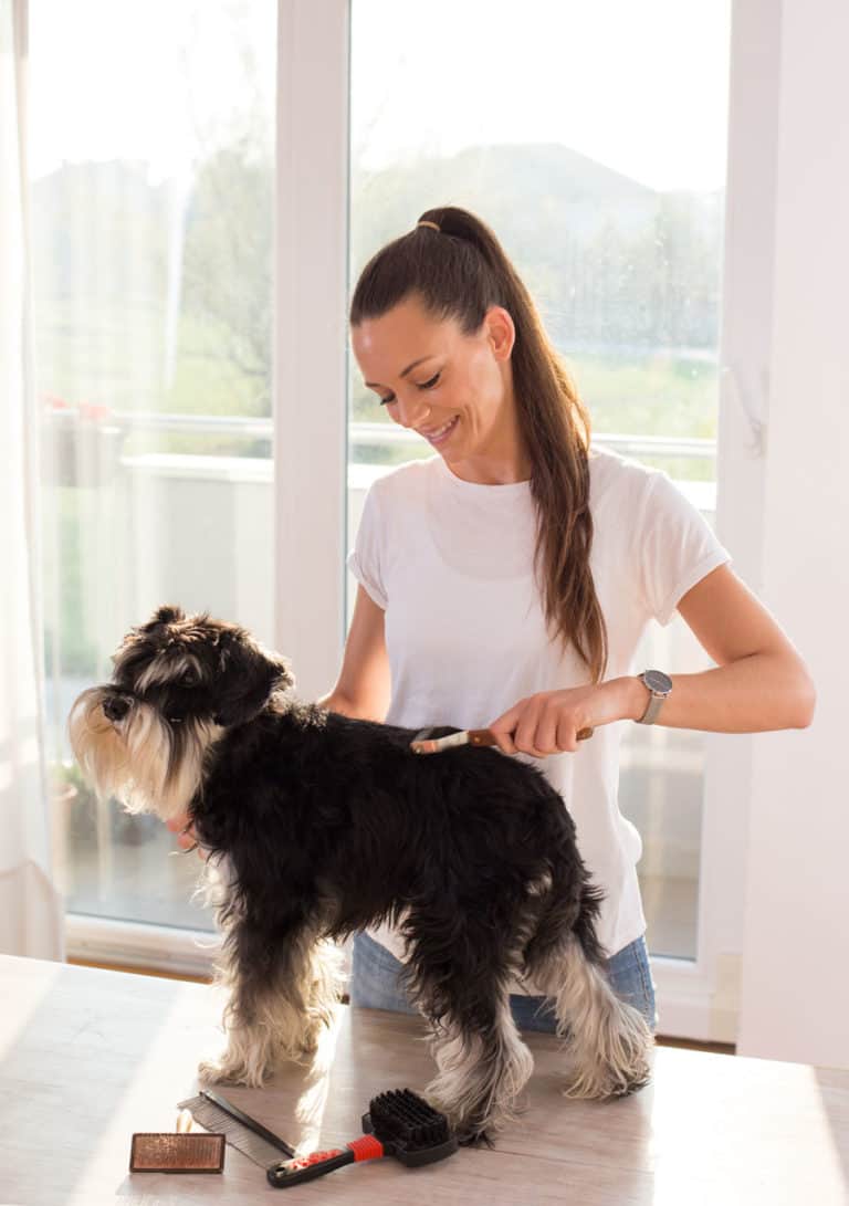 12 Best Dog Grooming Tools