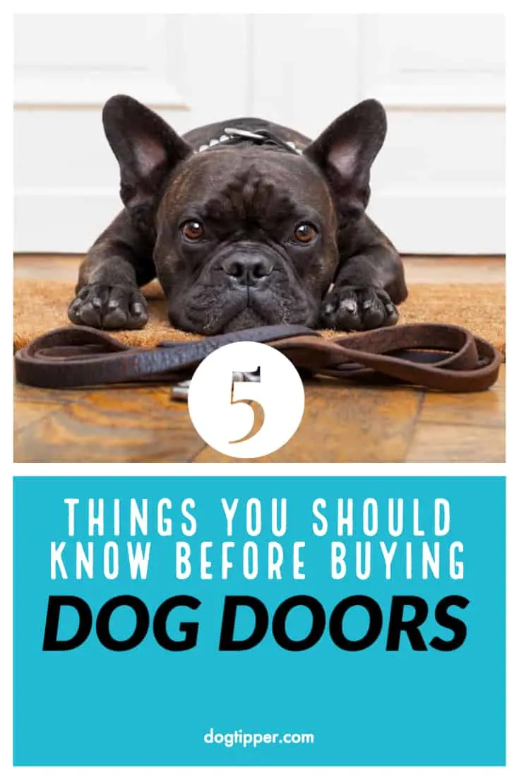 5 Things You Should Know Before Buying A Dog Door