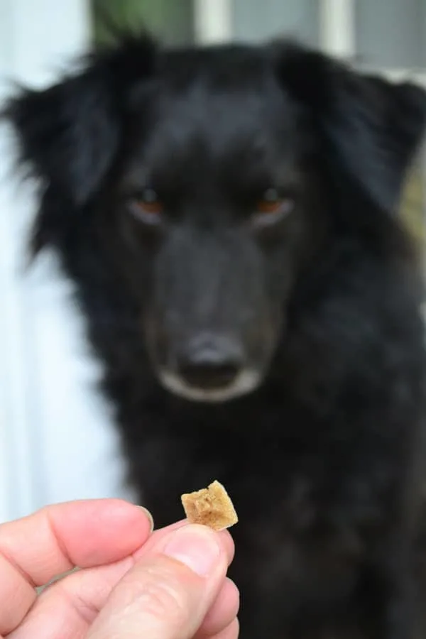 Baby Food Training Treats for Your Dog