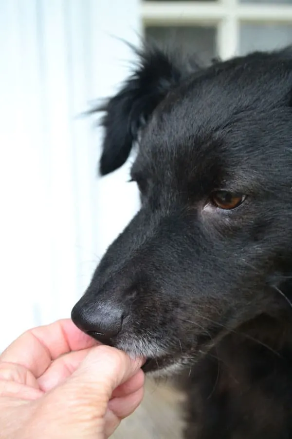 black dog eating homemade dog training treats
