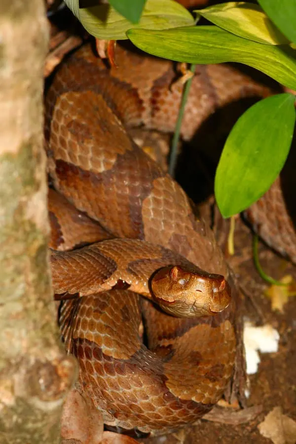 copperhead snake