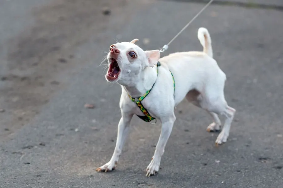 barking dog on leash