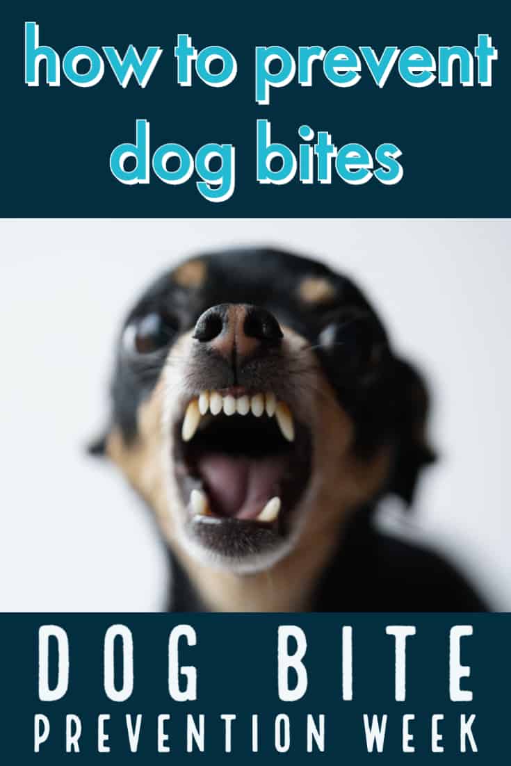 How to prevent dog bites -- dog bite prevention week