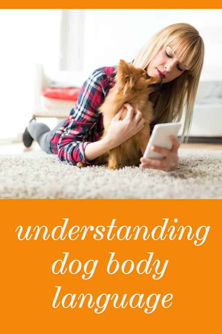 understanding dog body language