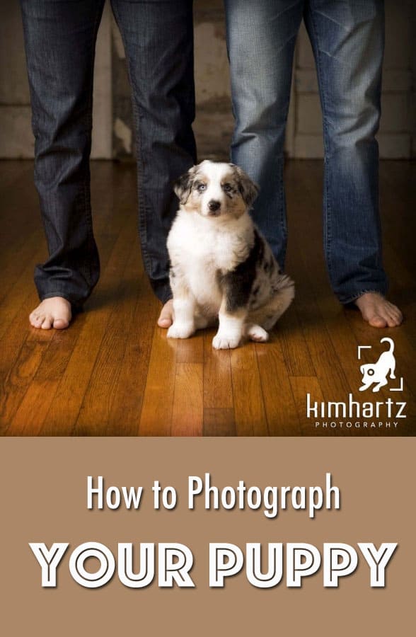 Puppy Photography: How to Photograph Your Puppy