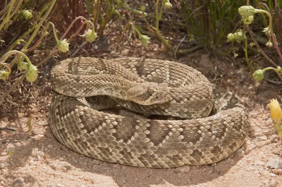 rattlesnake