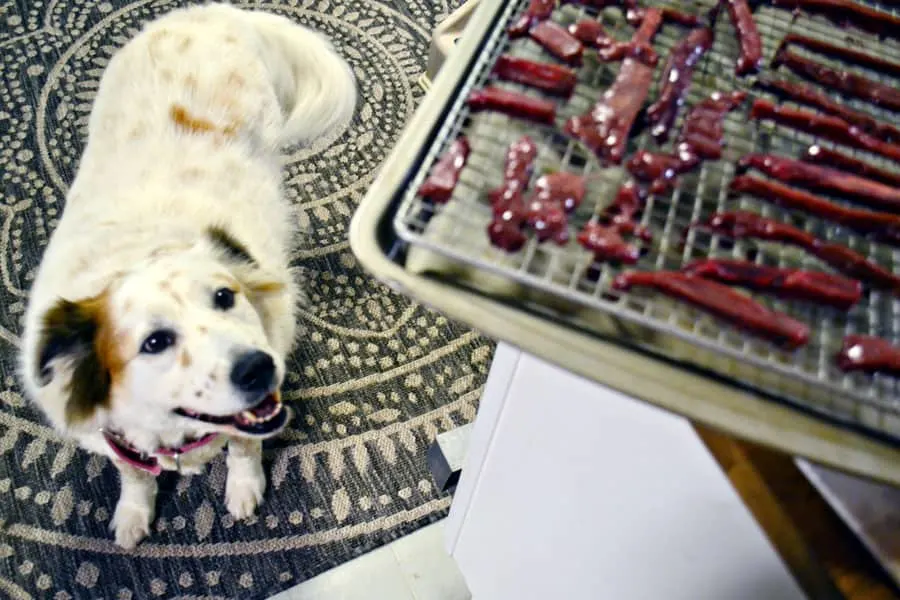 dog looking at Liver Jerky Dog Treats 