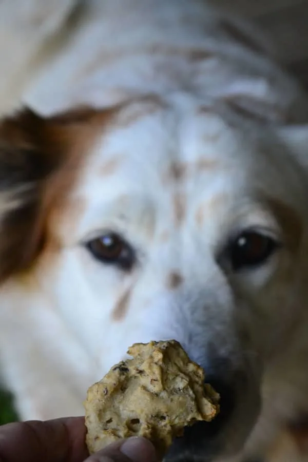 recipe for sardine dog treat