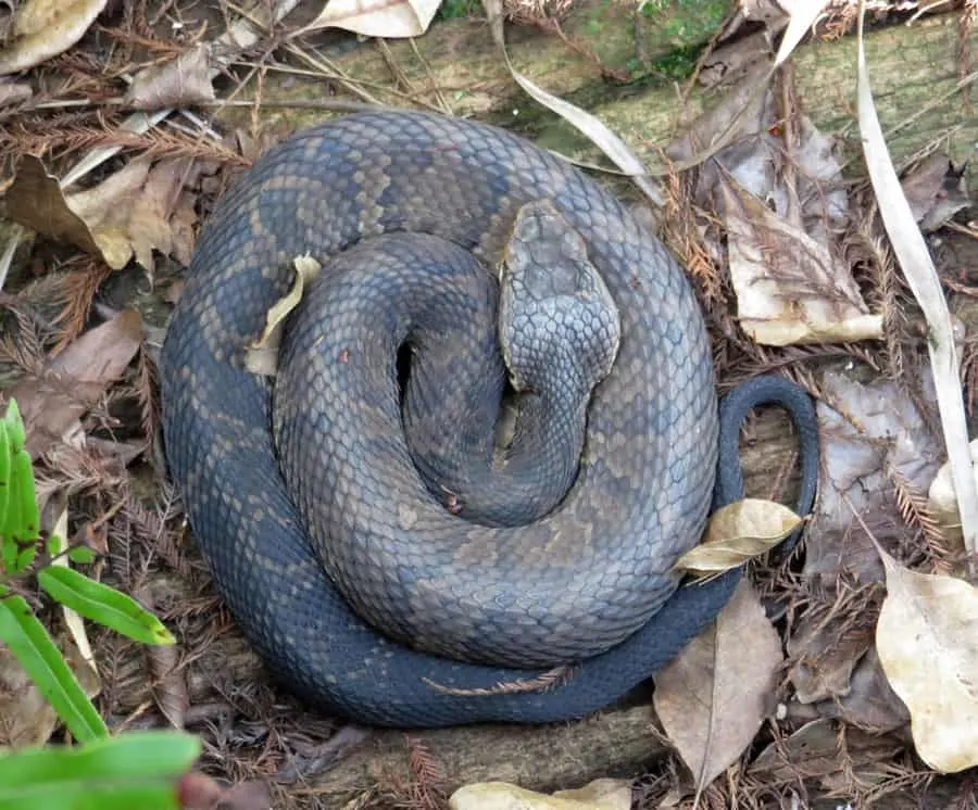 water moccasin or cottonmouth