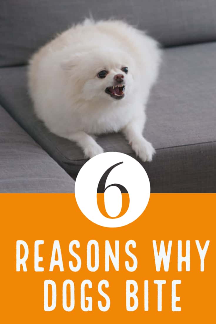 6 Reasons Why Dogs Bite