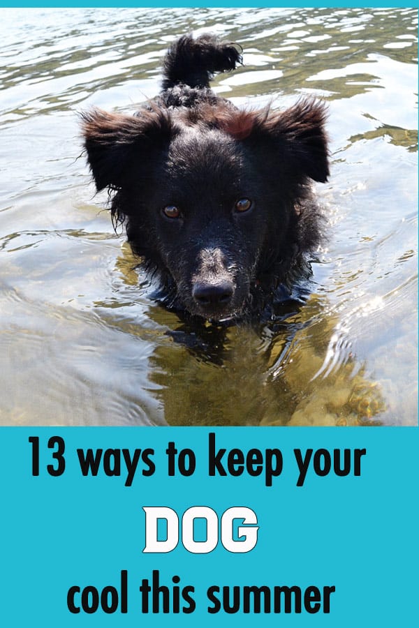 13 ways to keep your dog cool this summer #dogs