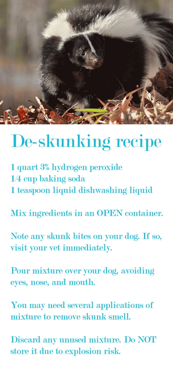 How to De-Skunk a Dog!