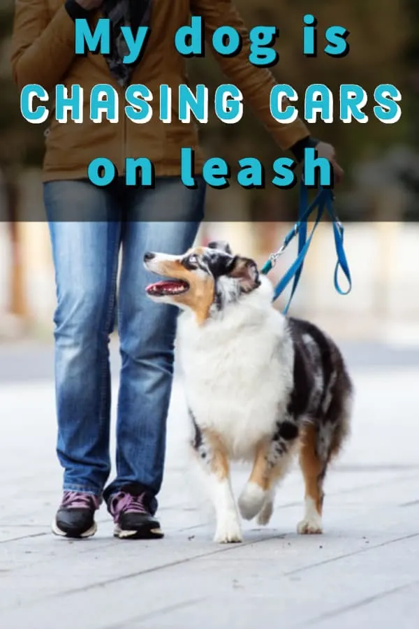 how do you keep a dog from chasing cars