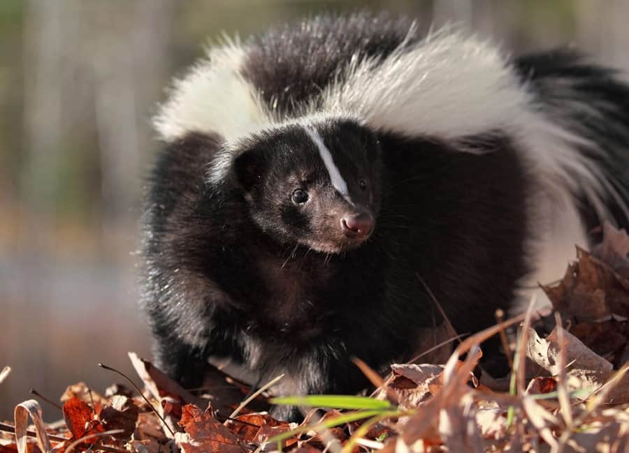 are skunks attracted to dog poop