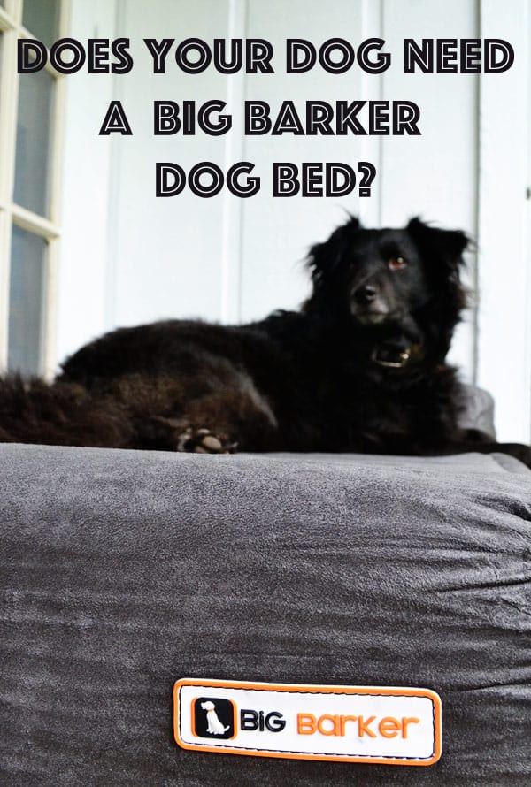 Does your dog need a Big Barker dog bed?