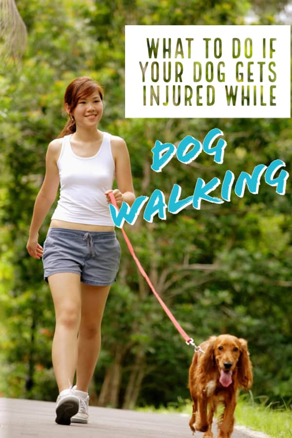 What to Do If Your Dog Gets Injured On a Dog Walk