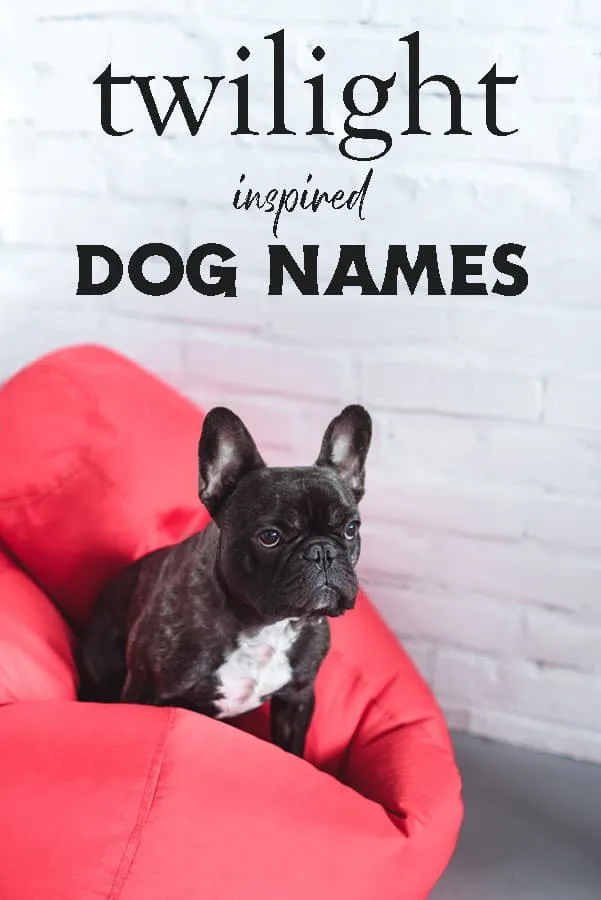 Twilight Dog Names Twilight Dog Names and Their Meanings