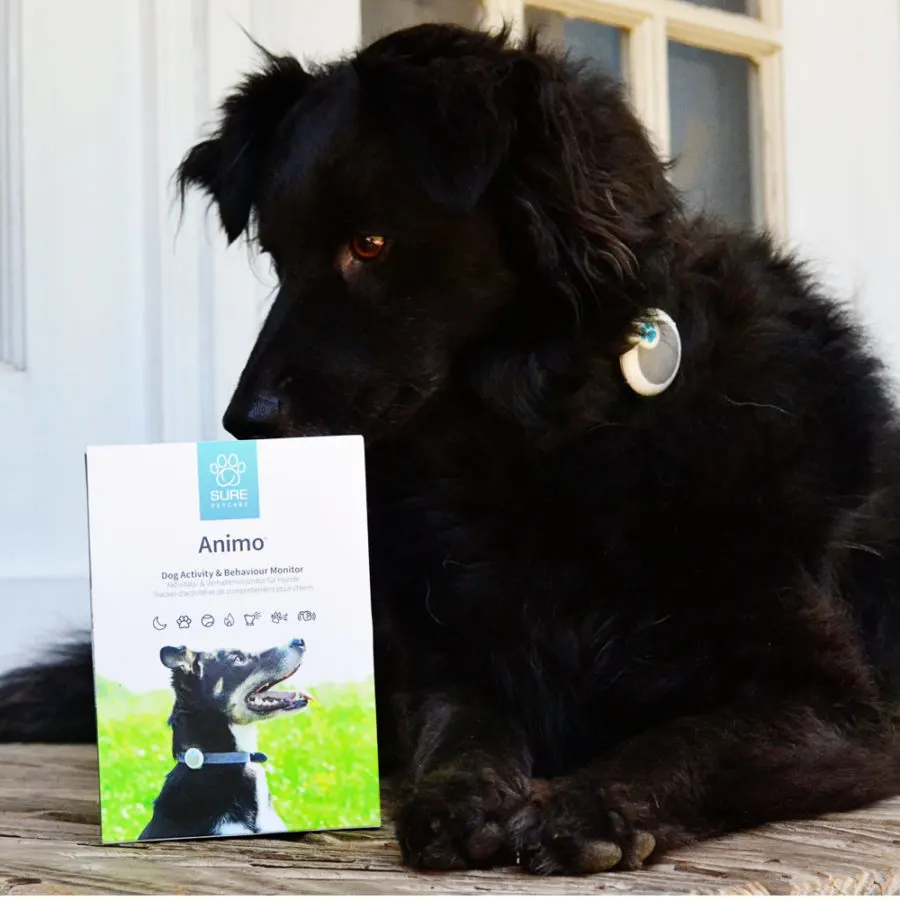 Animo Dog Activity and Behavior Monitor review