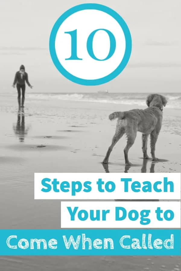 10 Steps to Teach Your Dog to Come When Called