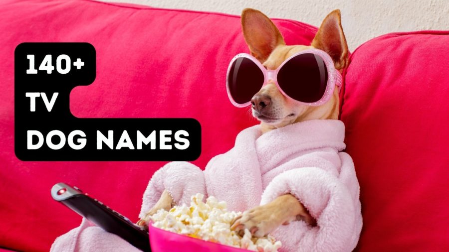 TV Dog Names: Over 140 dog names from your favorite TV shows!