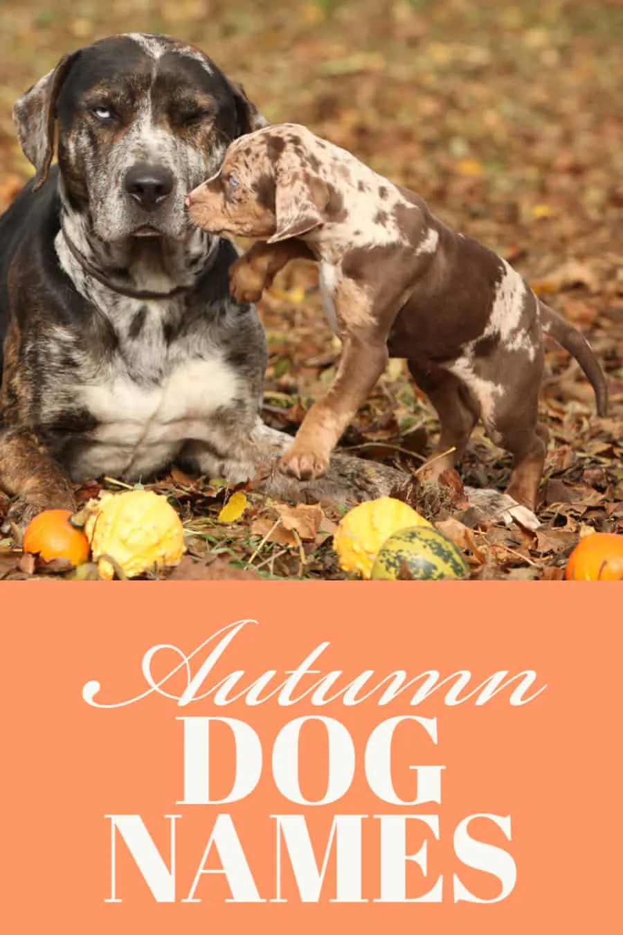 Autumn Dog Names