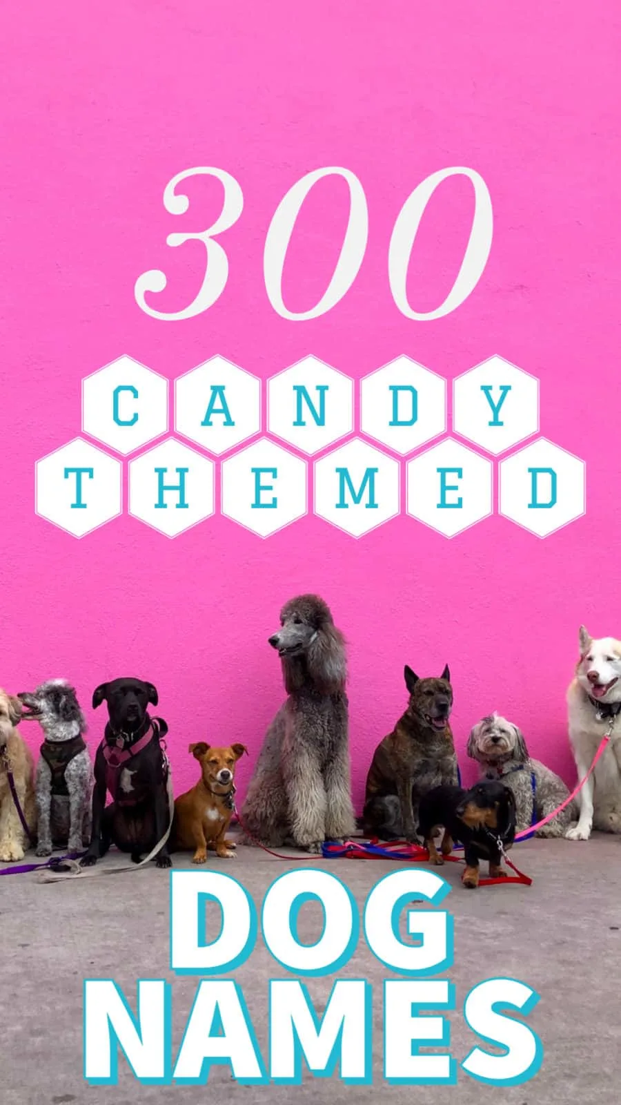 candy dog names