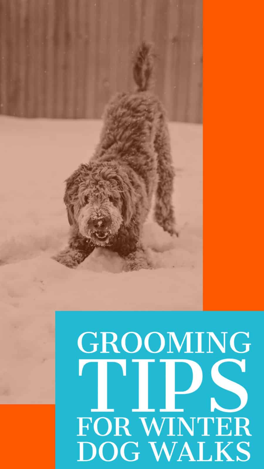 grooming tips for winter dog walks