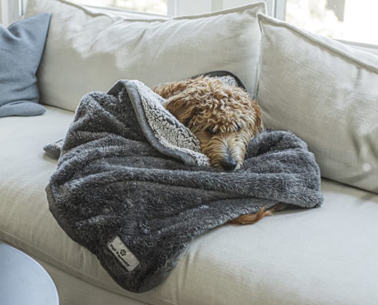 10 Reasons You Need a Waterproof Blanket for Dogs