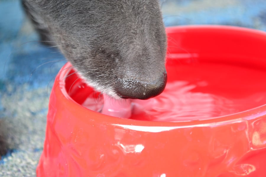 dog drinking water with Suchgood dental additive #sponsored