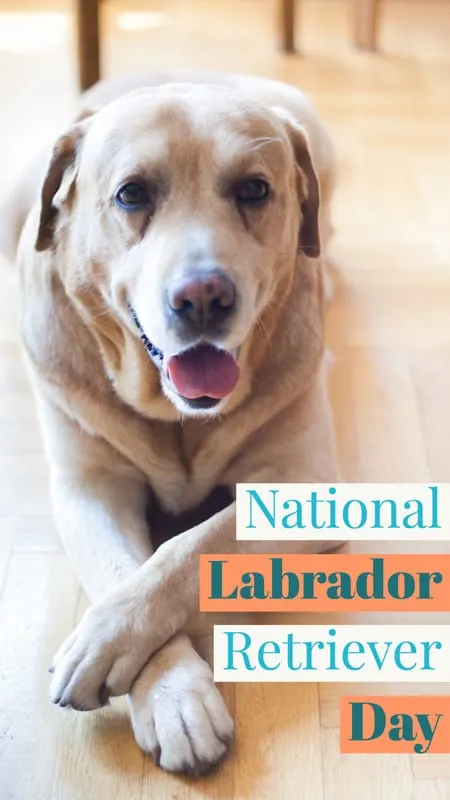 National Labrador Retriever Day Jan. 8