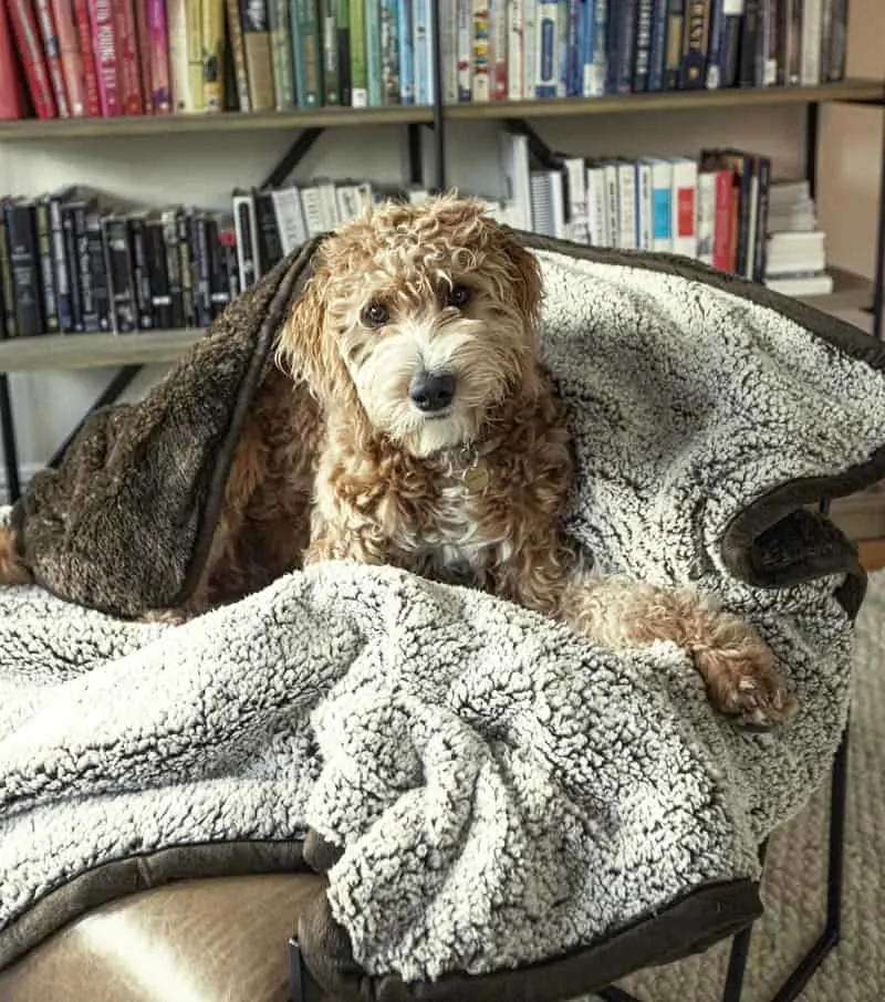 10 Reasons You Need a Waterproof Blanket for Dogs