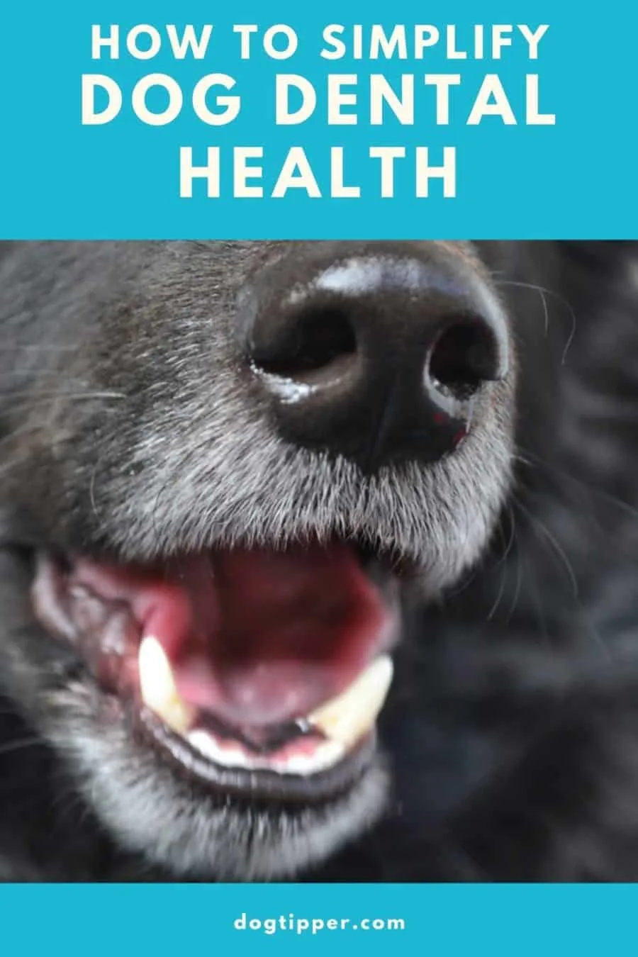 How to Simplify Dog Dental Health #suchgood #sponsored