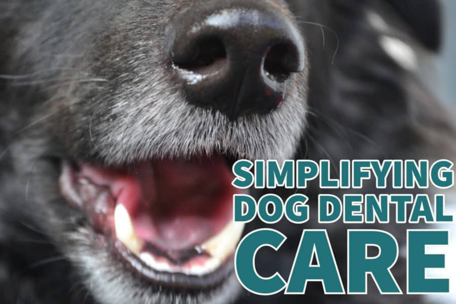 Simplifying Dog Dental Care with Suchgood #sponsored
