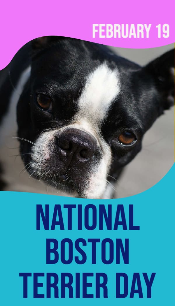 National Boston Terrier Day