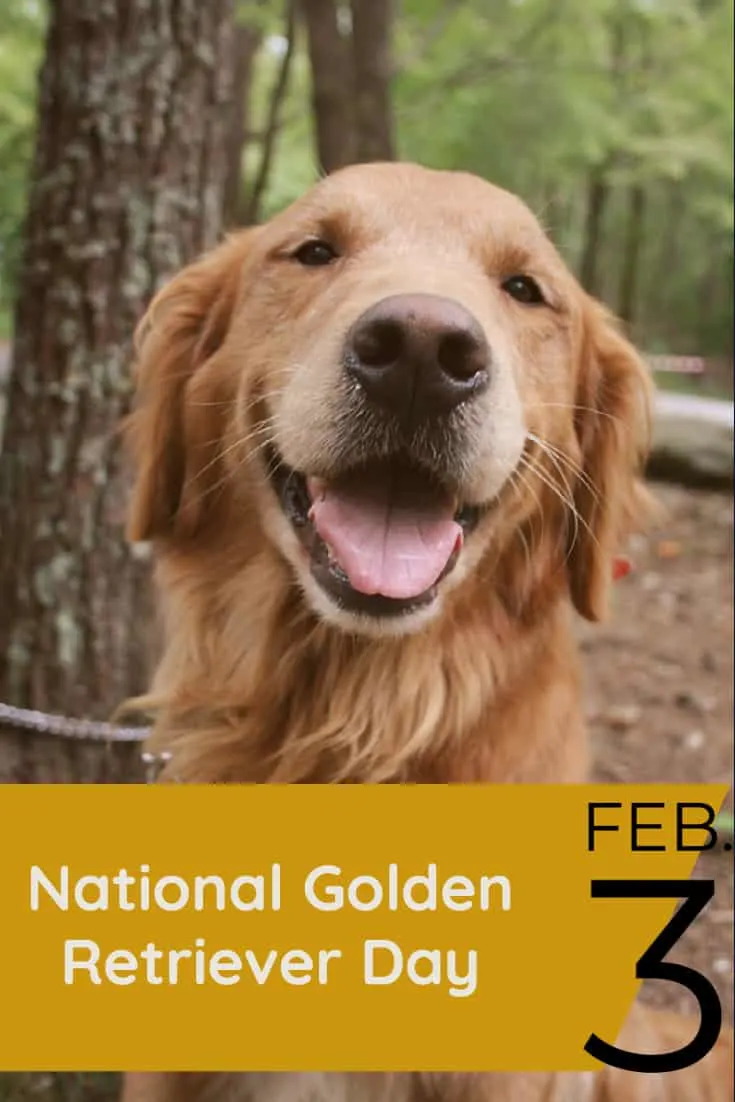 National Golden Retriever Day