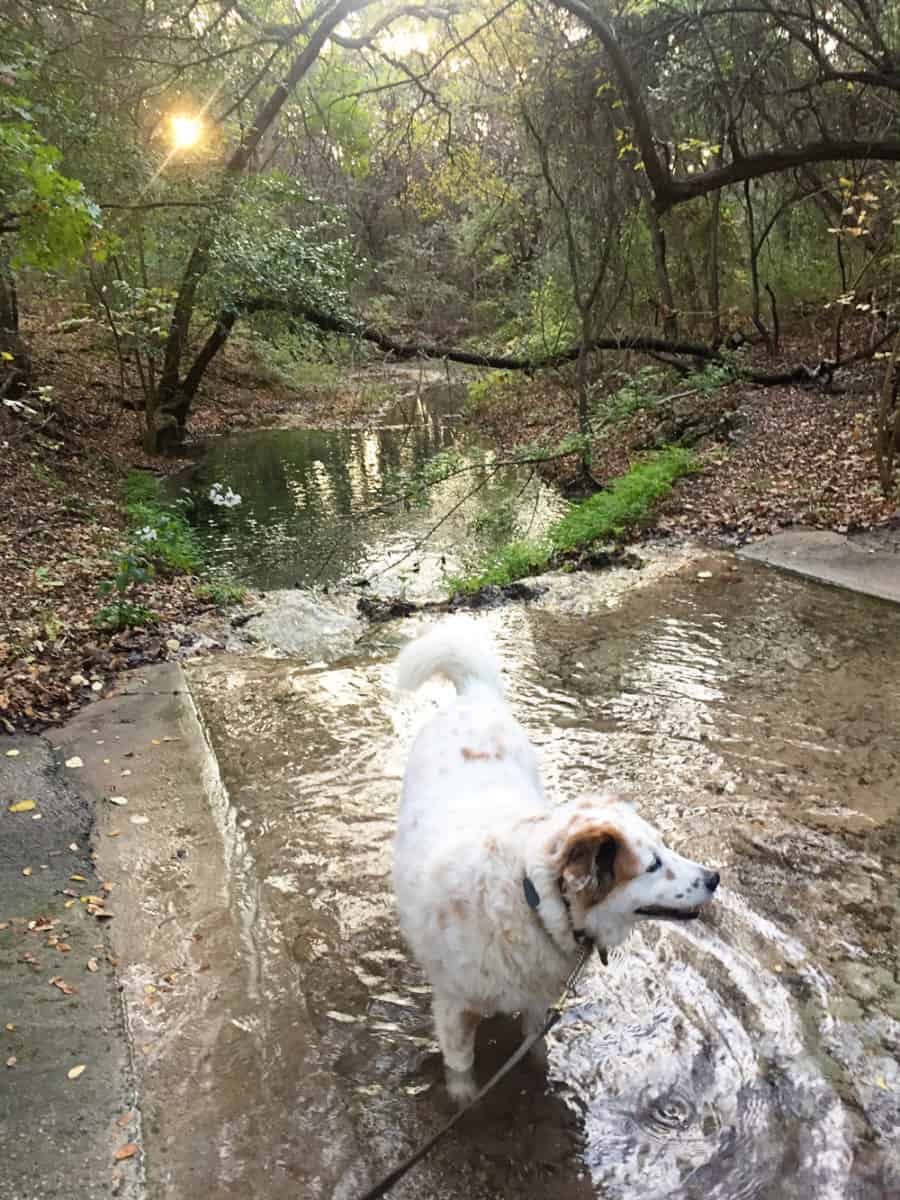dog in creek