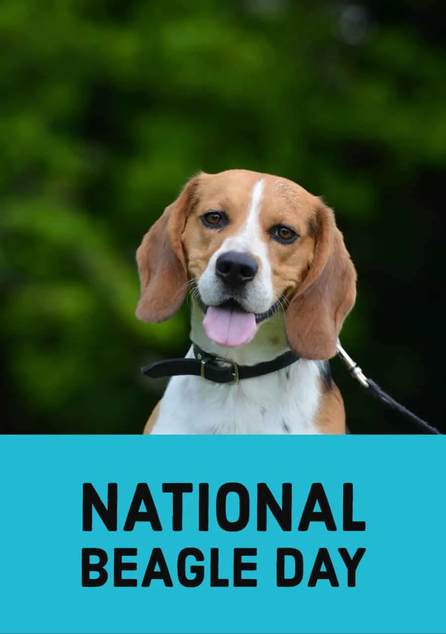 National Beagle Day 