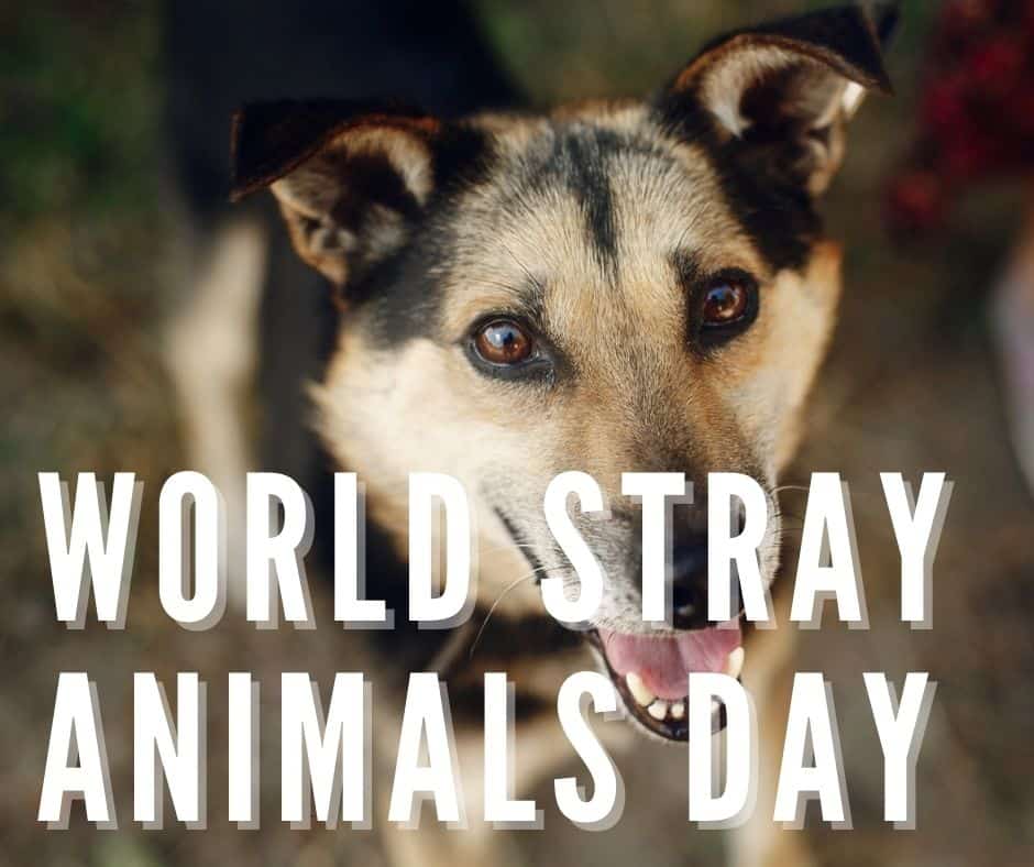World Stray Animals Day (2023)