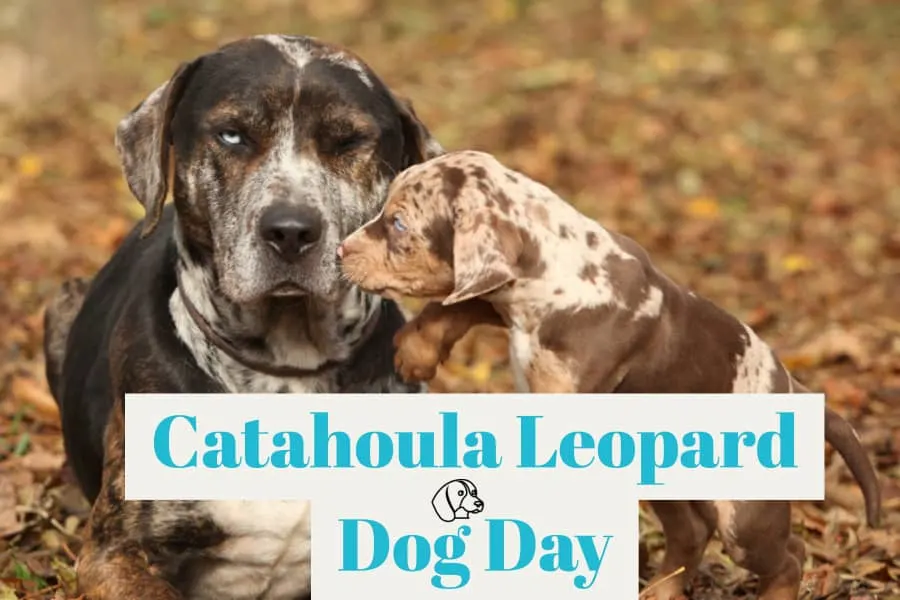 Catahoula Leopard Dog and puppy